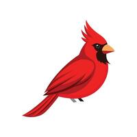 Cardinal on White Background Illustration vector