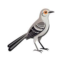 Mockingbird on White Background vector