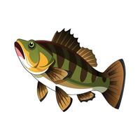 Smallmouth Bass on White Background vector