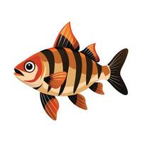 Tiger Barb Puntigrus Tetrazona on White Background vector