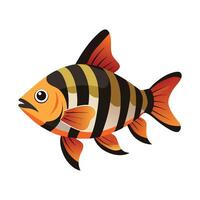 Stylized Tiger Barb Puntigrus Tetrazona vector