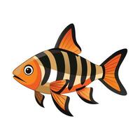 General Tiger Barb Puntigrus Tetrazona on White Background vector