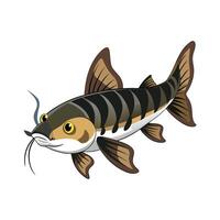 Tiger Shovelnose Catfish on White Background vector