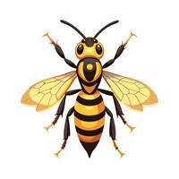 Vespa Crabro on White Background vector