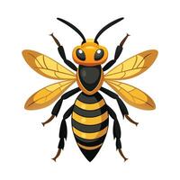 General Vespa Crabro on White Background vector