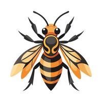 Vespa Velutina on White Background vector