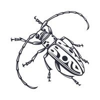 Display of Xylotrechus Colonus on Clean White Background vector