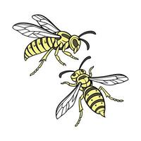 Yellowjackets on Bright White Background vector