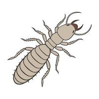 Display of Zootermopsis Angusticollis on Clean White Background vector