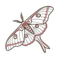 Actias Luna Moth Design on White Background vector