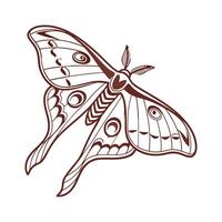 Creative Actias Luna Moth Graphic on White vector