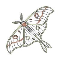 Stunning Actias Luna Moth Illustration vector
