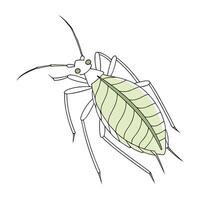 Acythosiphon Pisum Graphic on White Background vector