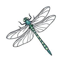 Aeshna Cyanea Dragonfly Graphic on White vector