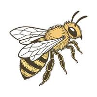 Stylish Andrena Fulva Bee Design on White vector