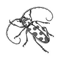 Anoplophora Glabripennis Beetle Design on White vector
