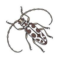 Beautiful Anoplophora Glabripennis Beetle Graphic vector