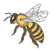 Anthophora Bee Design on White Background vector