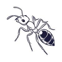 Ant on White Background Illustration vector