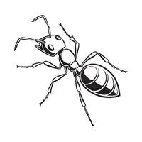 Ant Insect Design on White Background vector
