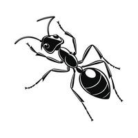 Stylized Ant II on White Background vector