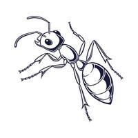 Ant Insect Design with White Background vector
