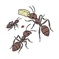Ants Insect Design on White Background vector
