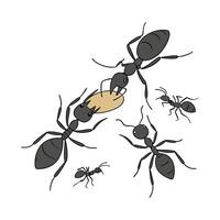 Beautiful Ants Insect Illustration on White vector
