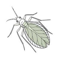 Stylized Aphid on White Background vector