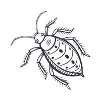 Creative Aphid Insect Graphic with White Background vector