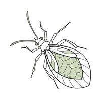 Artistic Aphid Insect Design on White vector