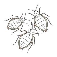 Creative Aphids Insect Graphic on White vector