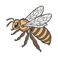 Beautiful Apis Mellifera Bee Illustration vector