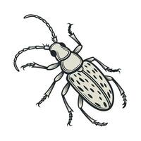 Stylish Aretaon Asperrimus Insect Graphic vector