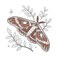 Unique Attacus Atlas Design vector