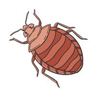 Stylized Bedbug on White Background vector
