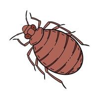 Bedbug on White Background vector