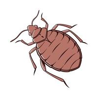 Creative Bedbug Insect Graphic on White vector
