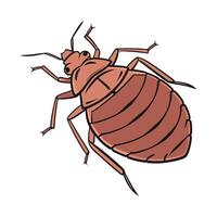 Beautiful Bedbug Insect Design on White vector
