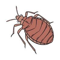 Unique Bedbug Design vector
