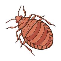General Bedbug on White Background vector