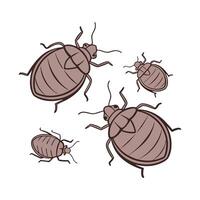 Bedbugs Group Design on White Background vector
