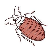 Realistic Bedbug Insect Design on White vector