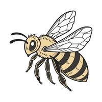 General Bee on White Background vector