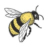 Bombus Insect Design on White Background vector