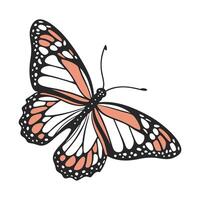 Creative Butterfly Graphic on White vector