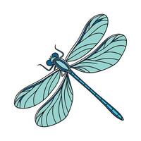 Calopteryx Splendens Dragonfly Design on White vector