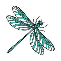 Calopteryx Virgo Dragonfly Design on White vector