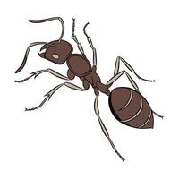 Camponotus Pennsylvanicus Ant Design on White vector