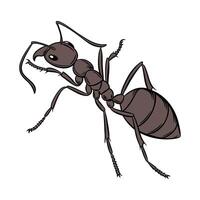 Beautiful Carpenter Ant Design vector